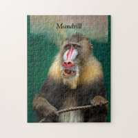 Mandrill, simio africano