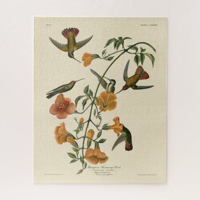 Puzzle Mango Hummingbird de Aves de América de Audubon (Vertical)