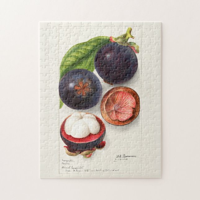 Puzzle Mangosteens (Garcinia Mangostana) Pintura de fruta (Vertical)