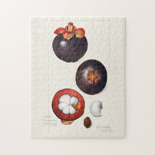 Puzzle Mangosteens (Garcinia Mangostana) Pintura de fruta