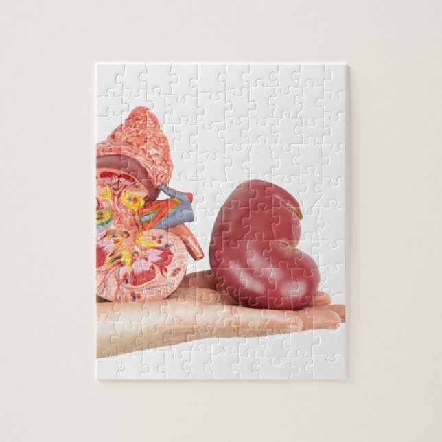 Puzzle Mano plana que muestra el riñón humano modelo (Vertical)