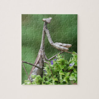 Puzzle mantis religiosa