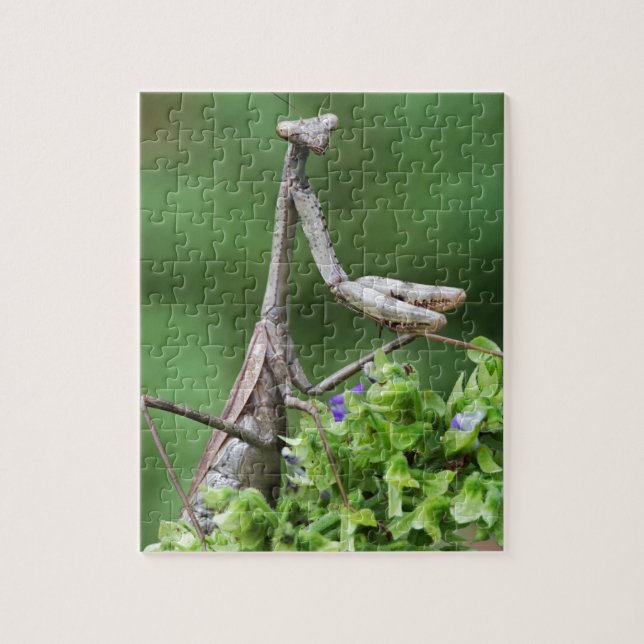 Puzzle mantis religiosa (Vertical)