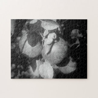 Puzzle Manzanas En Naturaleza Blanca Y Negra