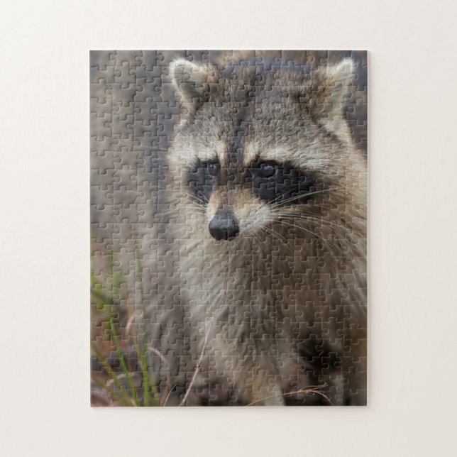 Puzzle Mapache, Procyon lotor, Florida (Vertical)