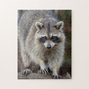 Puzzle Mapache, Procyon lotor, Florida, EE. UU. 2