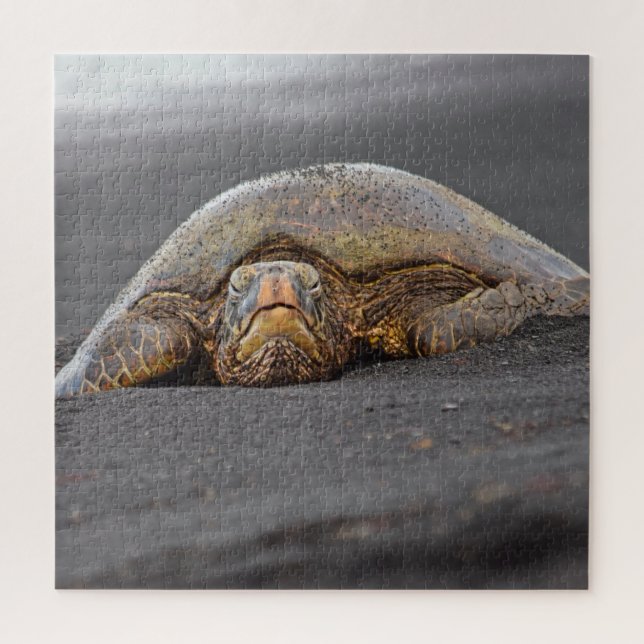 Puzzle Mar Turtle Black Sand Beach Hawaii - 20x20- 676 pc (Vertical)