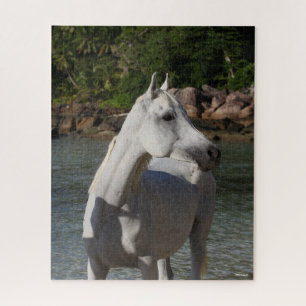 Puzzle Mare Árabe Bob Langrish Parada En La Cabeza Del Ag