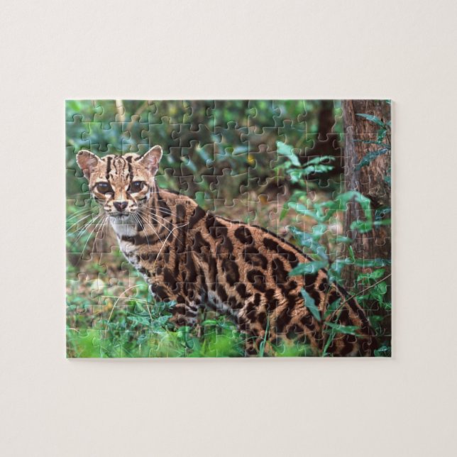 Puzzle Margay, Leopardus wiedi, nativo de México (Horizontal)