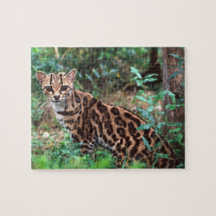 Puzzle Margay, Leopardus wiedi, Nativo de México hasta
