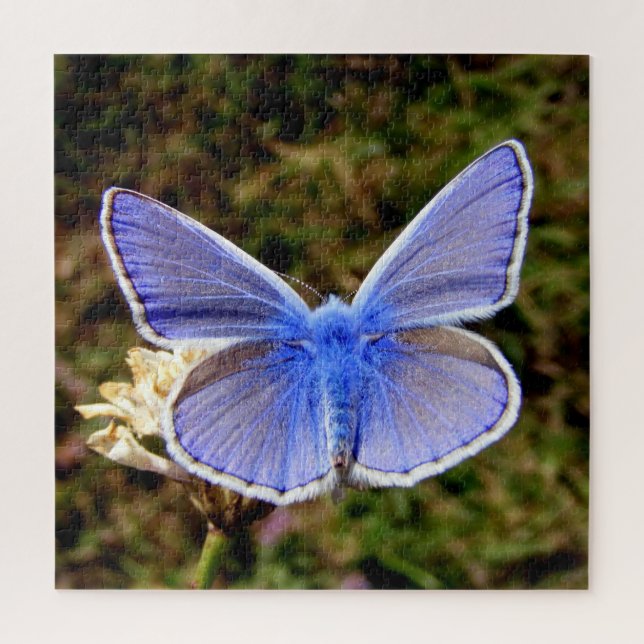 Puzzle Mariposa azul enana (Vertical)