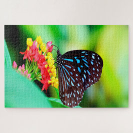 Puzzle Mariposa Blue Tiger Tirumala Hamata.