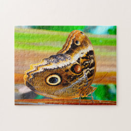 Puzzle Mariposa búho.