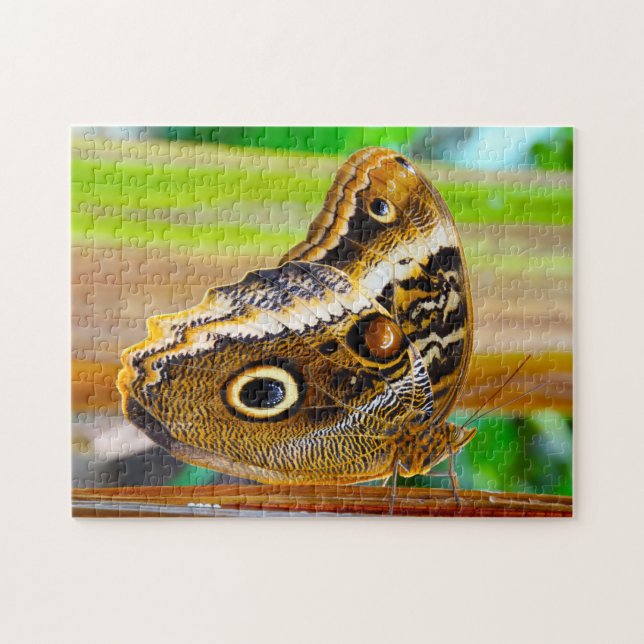 Puzzle Mariposa búho. (Horizontal)