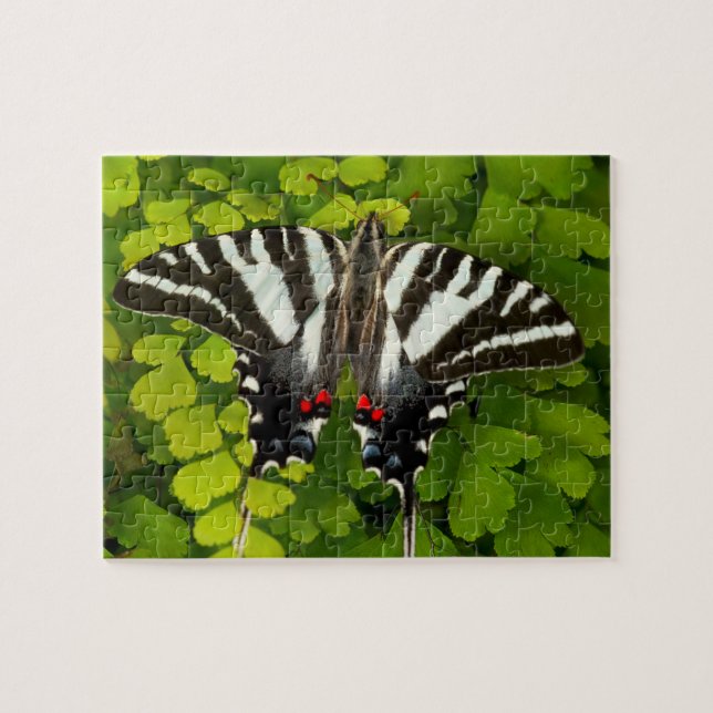 Puzzle Mariposa cola de golondrina americana (Horizontal)