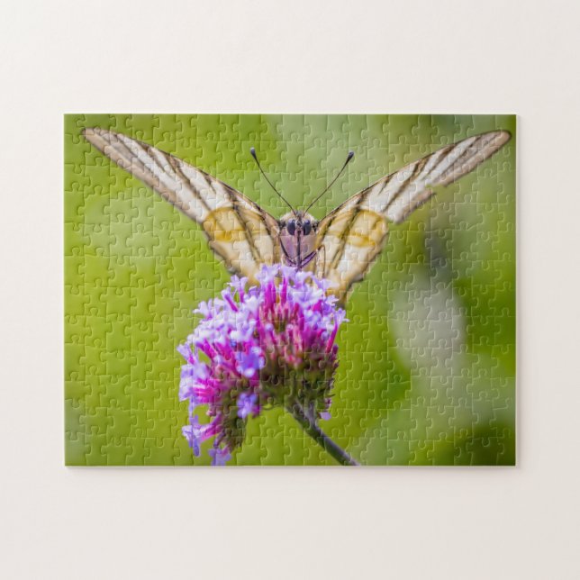 Puzzle Mariposa cola de golondrina escasa. (Horizontal)