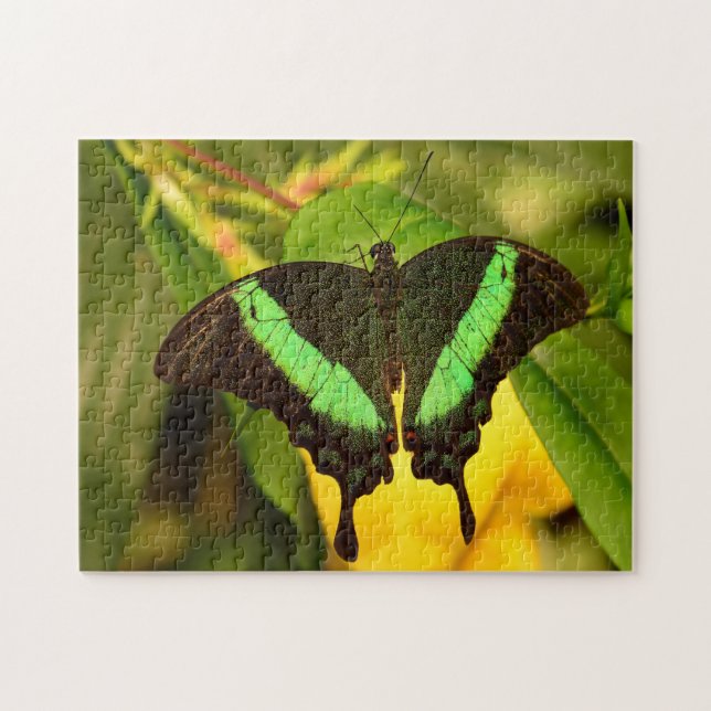Puzzle Mariposa cola de golondrina esmeralda. (Horizontal)