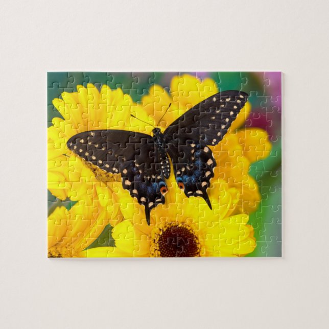 Puzzle Mariposa cola de golondrina negra (Horizontal)