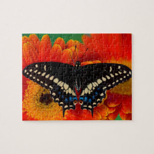 Puzzle Mariposa cola de golondrina negra en Gerberia Dais