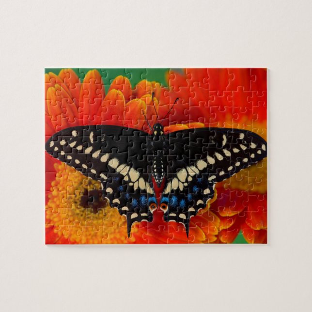 Puzzle Mariposa cola de golondrina negra en Gerberia Dais (Horizontal)