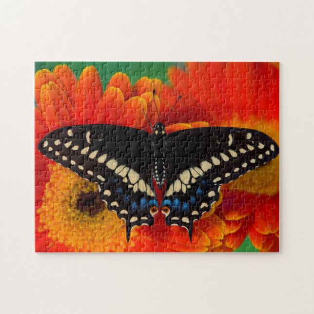 Puzzle Mariposa de cola negra en Gerberia Daisy (Horizontal)