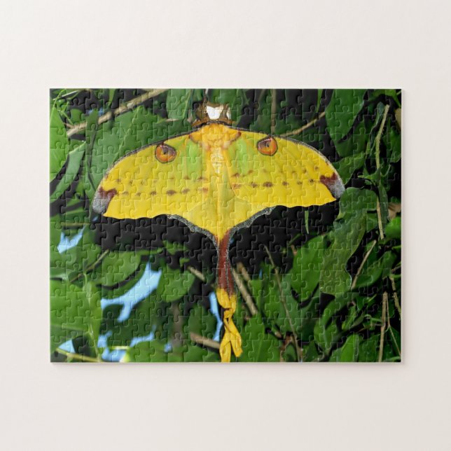Puzzle Mariposa de Drexel. (Horizontal)