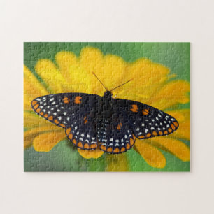 Puzzle Mariposa de mancha cuadriculada de Baltimore