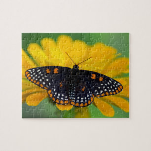Puzzle Mariposa de mancha cuadriculada de Baltimore