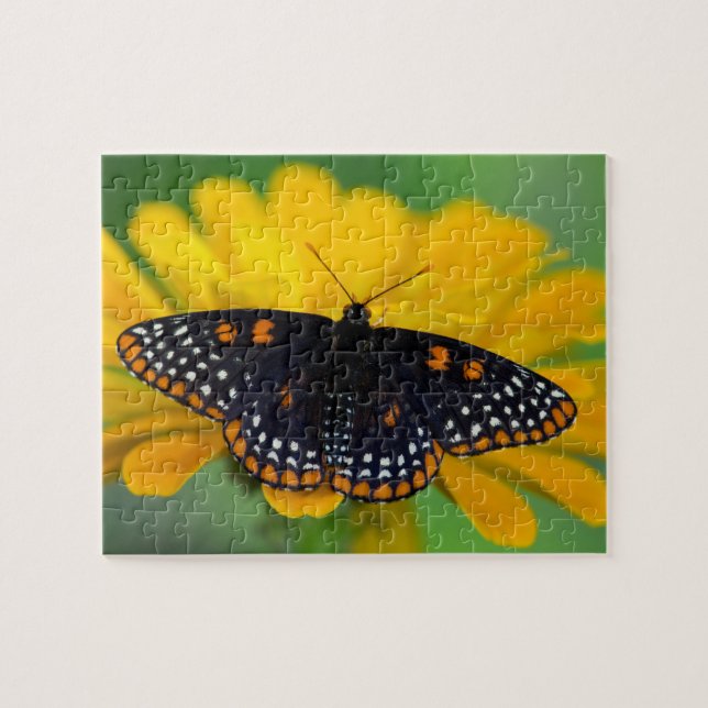 Puzzle Mariposa de mancha cuadriculada de Baltimore (Horizontal)