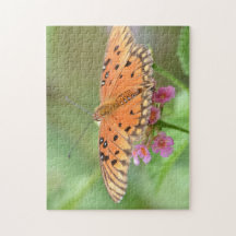 Mariposa en una flor encontrada en un parque local