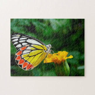 Puzzle Mariposa Jezabel Común.