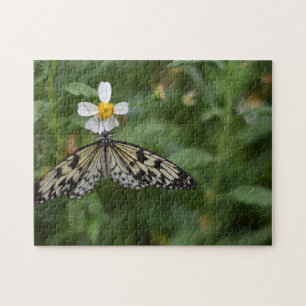 Puzzle Mariposa Mariposa Mariposas Naturaleza Fotografía