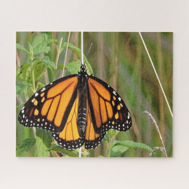 Puzzle Mariposa monarca. (Horizontal)