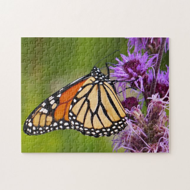 Puzzle Mariposa Monarca en Liatris (Horizontal)