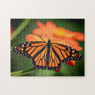 Puzzle Mariposa monarca en una flor naranja