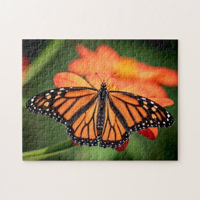 Puzzle Mariposa monarca en una flor naranja (Horizontal)