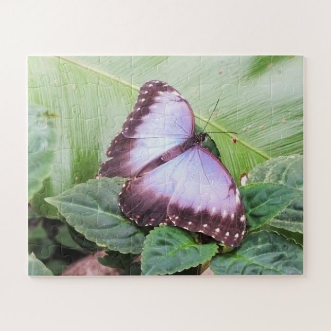 Puzzle Mariposa morfa azul (Horizontal)