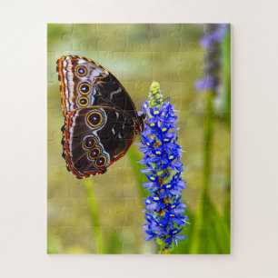 Puzzle Mariposa morfo azul en una orquídea de mariscos