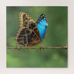 Puzzle Mariposa Morpho Común en Alambre de Espino