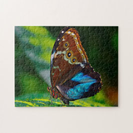 Puzzle Mariposa Morpho Peleides.