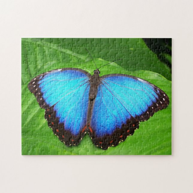 Puzzle Mariposa Morphofalter Azul. (Horizontal)