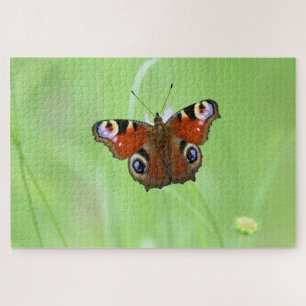 Puzzle Mariposa Pavo Real