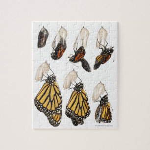 Puzzle Mariposa saliendo de coccoon
