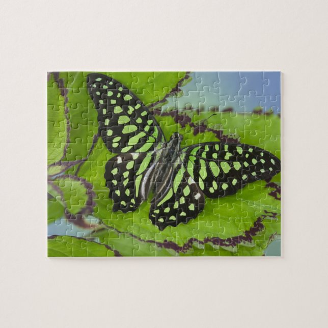 Puzzle Mariposa sobre verde (Horizontal)