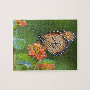 Puzzle Mariposa soldado (Danaus eresimus) alimentándose