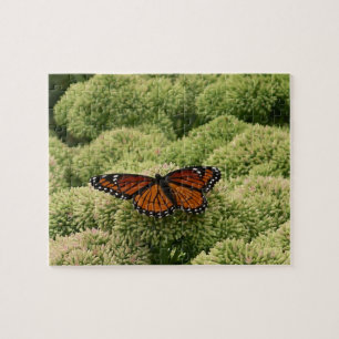 Puzzle Mariposa Virrey Fotografía De Naturaleza Hermosa