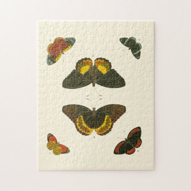 Puzzle Mariposas brillantes por Pieter Cramer (Vertical)