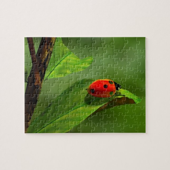 Puzzle Mariquita (Horizontal)