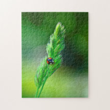 Mariquita negra en camino....