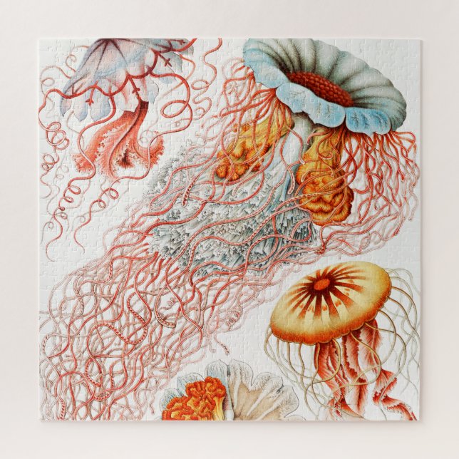 Puzzle Marisco, Discomedusae de Ernst Haeckel (Vertical)